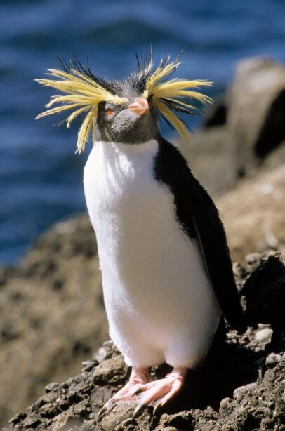 浪巅舞者:跳岩企鹅与它的峭壁王国