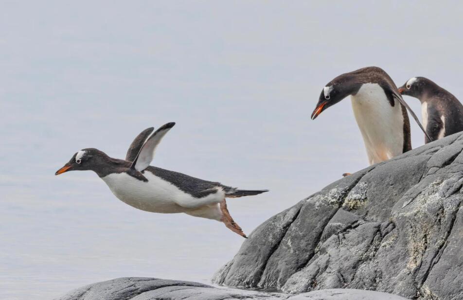 冰原暖色:金图企鹅的纯净交响诗