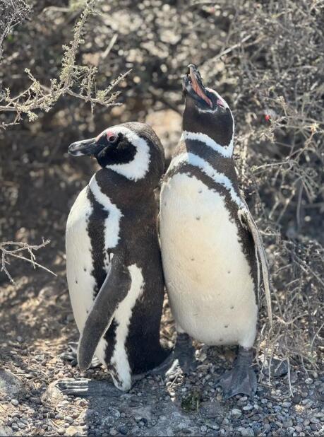风、岩与浪:南美南端的野性栖息地