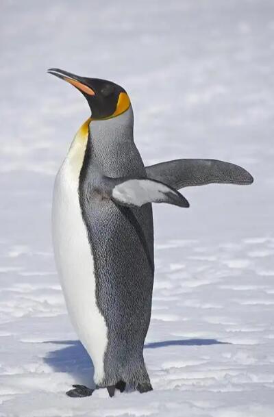 纯净与繁华:王企鹅栖息地的极地史诗