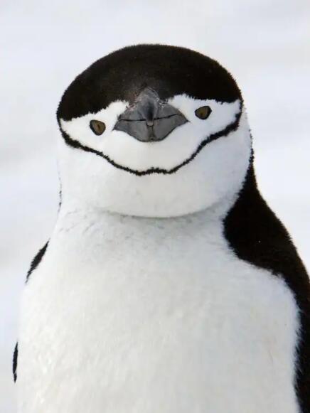 冰火锻造的黑白勋章:帽带企鹅的极地传奇