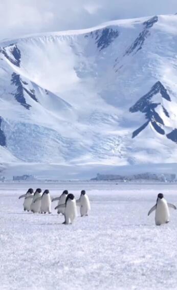 冰原上的黑白赋格:阿德利企鹅的绝对之境