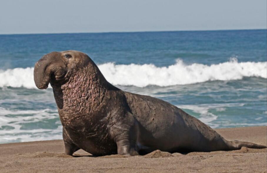 极地重力场:象海豹与它的冰海王国