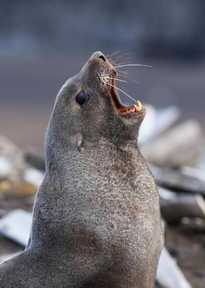 冰海舞者:皮毛海豹的极地芭蕾