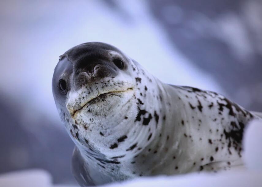 冰海魅影:豹海豹,优雅的极地刺客