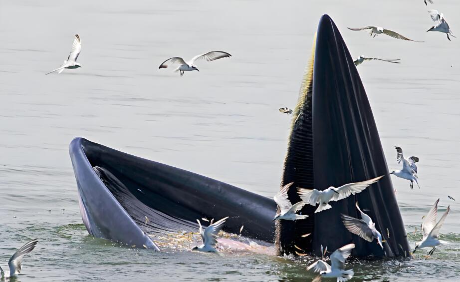 钢背跃金:南极冰海的力量与优雅