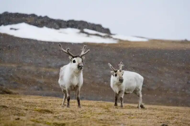 蹄印写下苔原的诗,极光吻过鹿角的霜