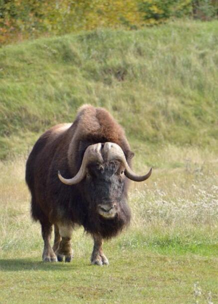 在零下二十度的转角,与冰原的守护者撞个满怀