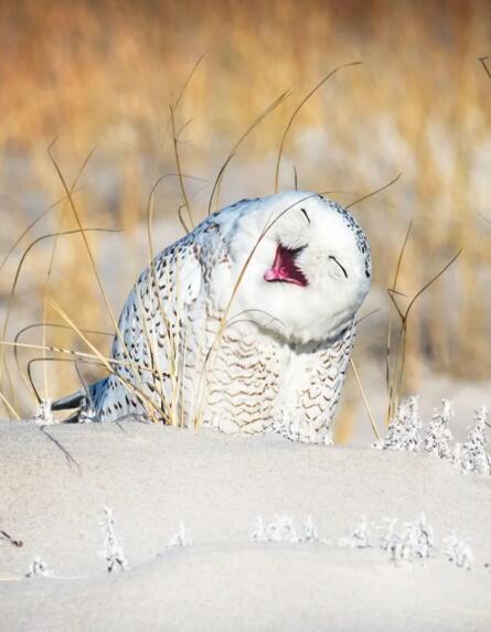 当极光绿漫过雪鸮的脊背