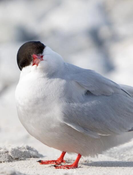当燕鸥的翅尖,掠过北极的夏日浮冰