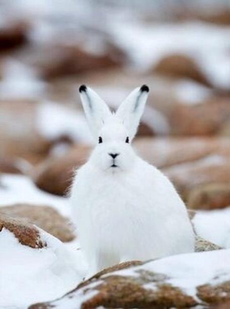 当兔耳掠过苔原:聆听北极最寂静的秋天