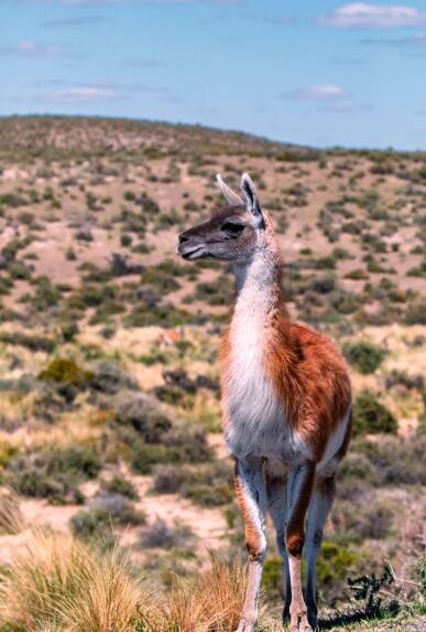 玛德琳港的呼吸