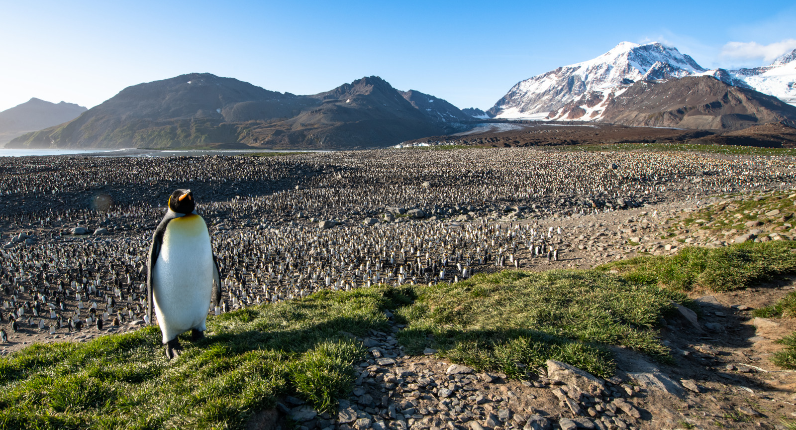 South Georgia - 动物19.jpg