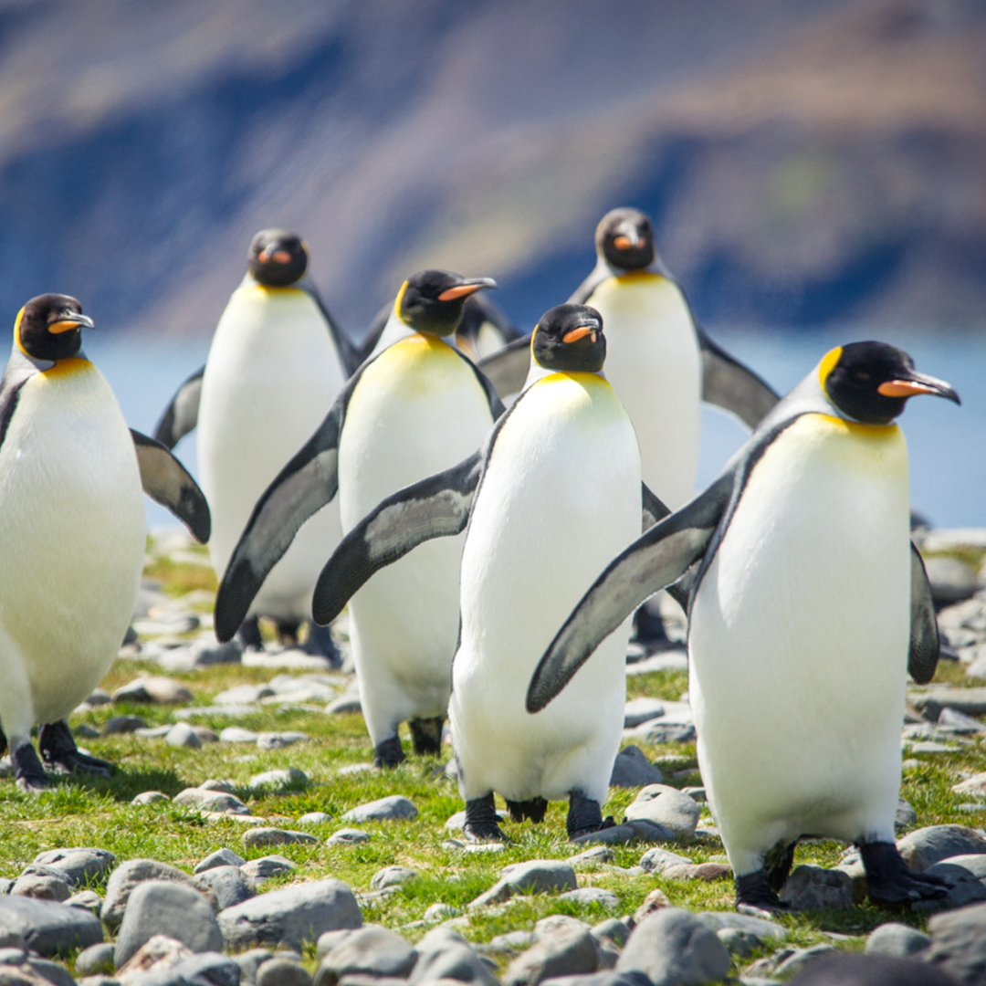 南极两岛和南极三岛的区别?看完就会选了