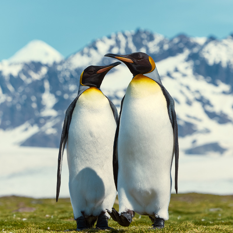 南乔治亚岛:请你来开启王企鹅的冰雪盛宴吧