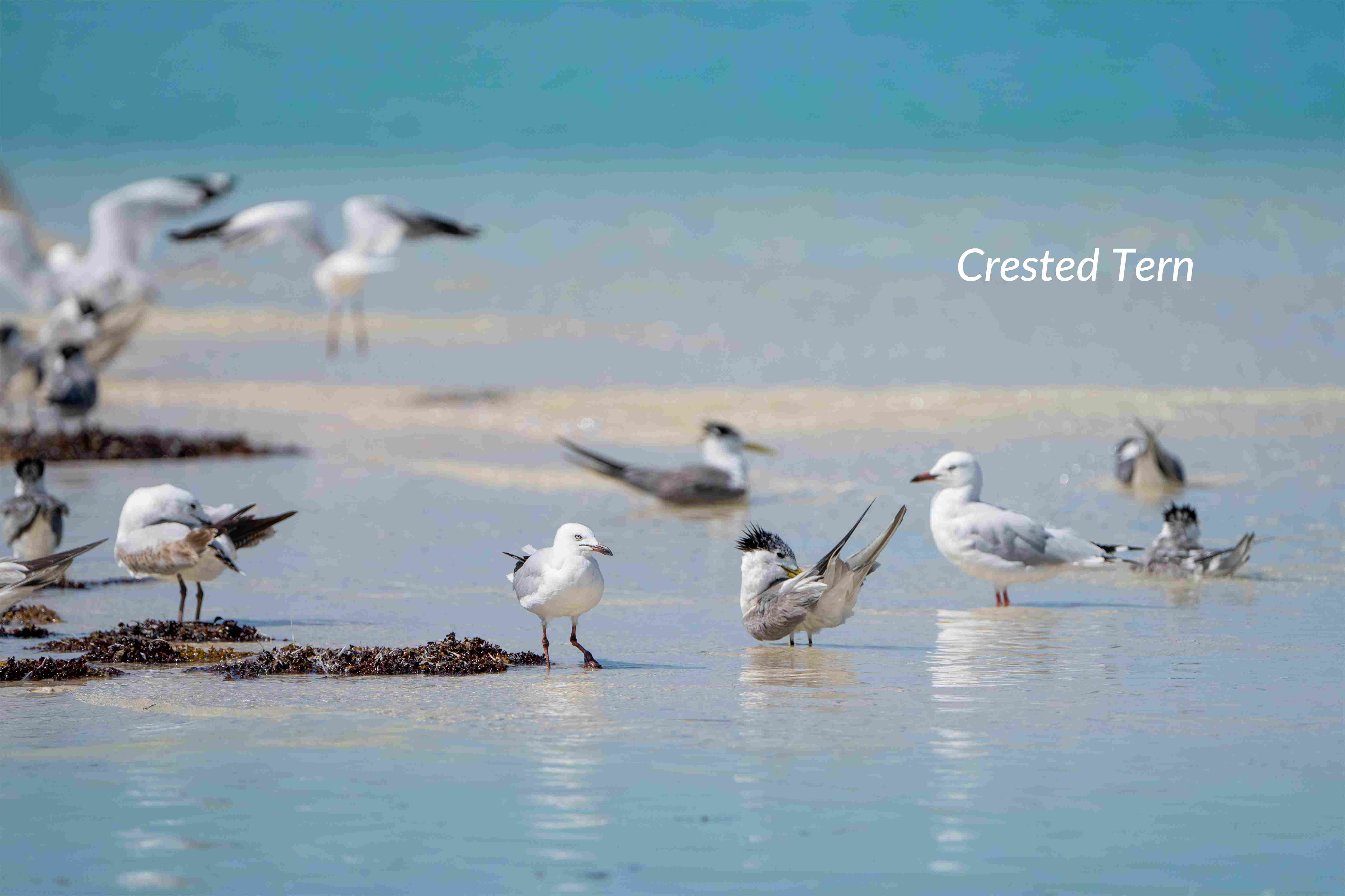 No-2078_SO190723_Broome-Darwin©StudioPONANT-Sofia Steeg.jpg No-2078_SO190723_Broome-Darwin©StudioPONANT-Sofia Steeg.jpg