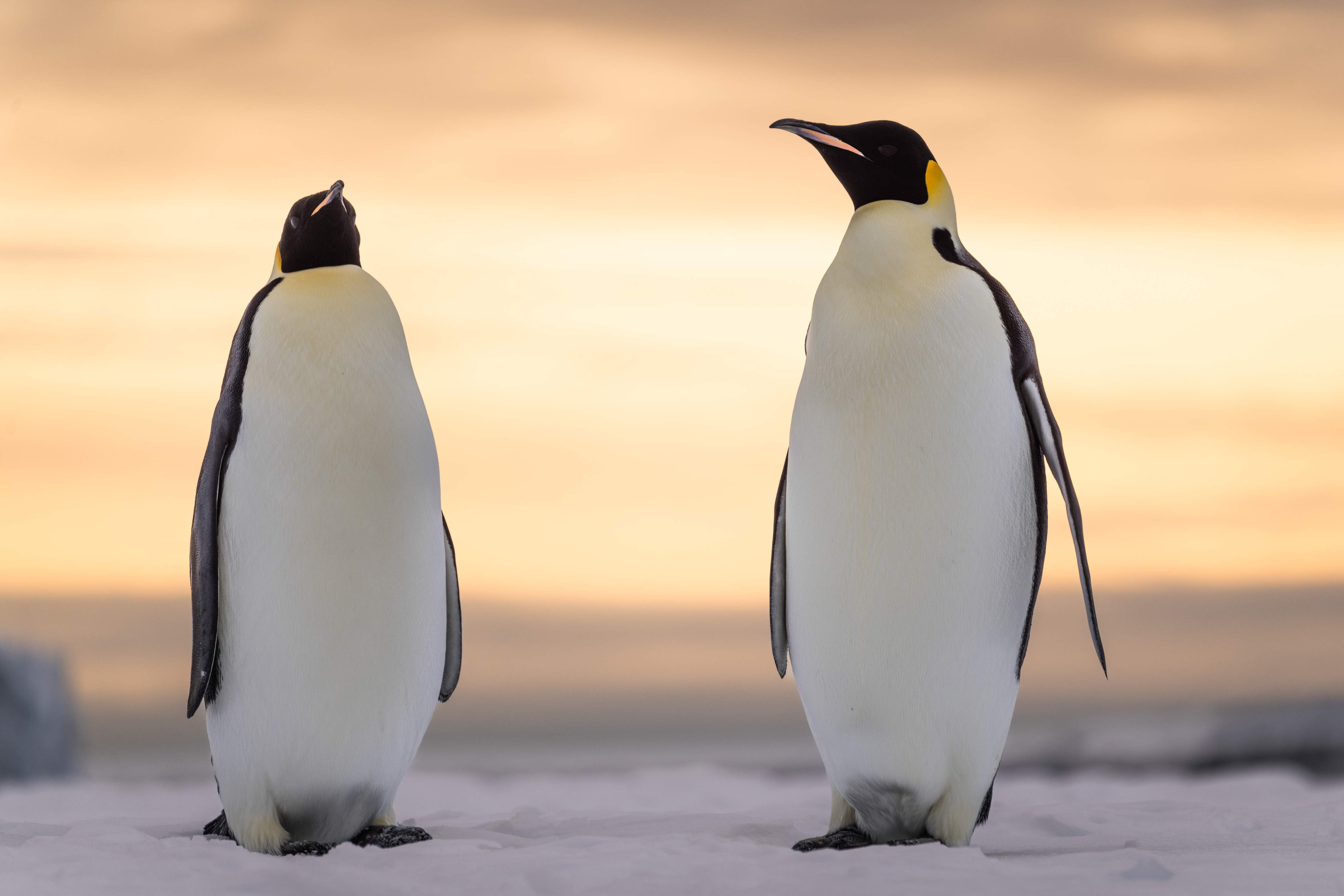 N-2409.jpg N-2409.jpg