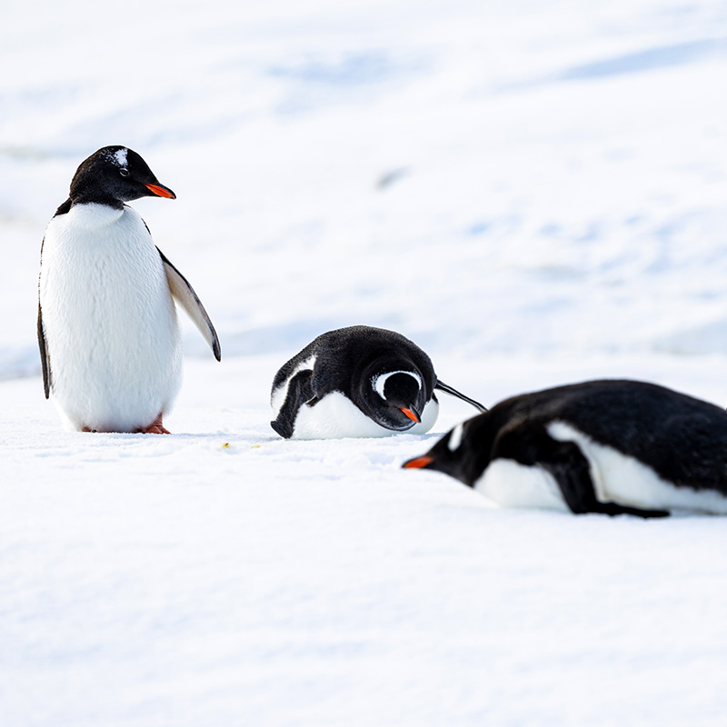 南极有哪些企鹅种类,他们分布在南极的哪里?