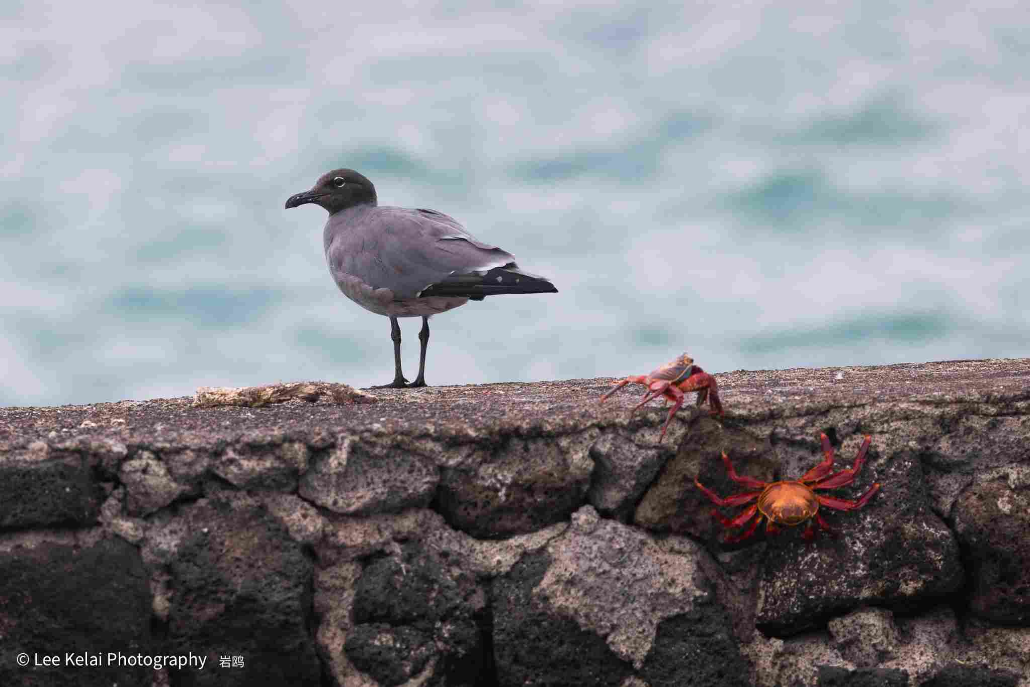 加拉帕戈斯群岛:一场穿越时空的进化之旅