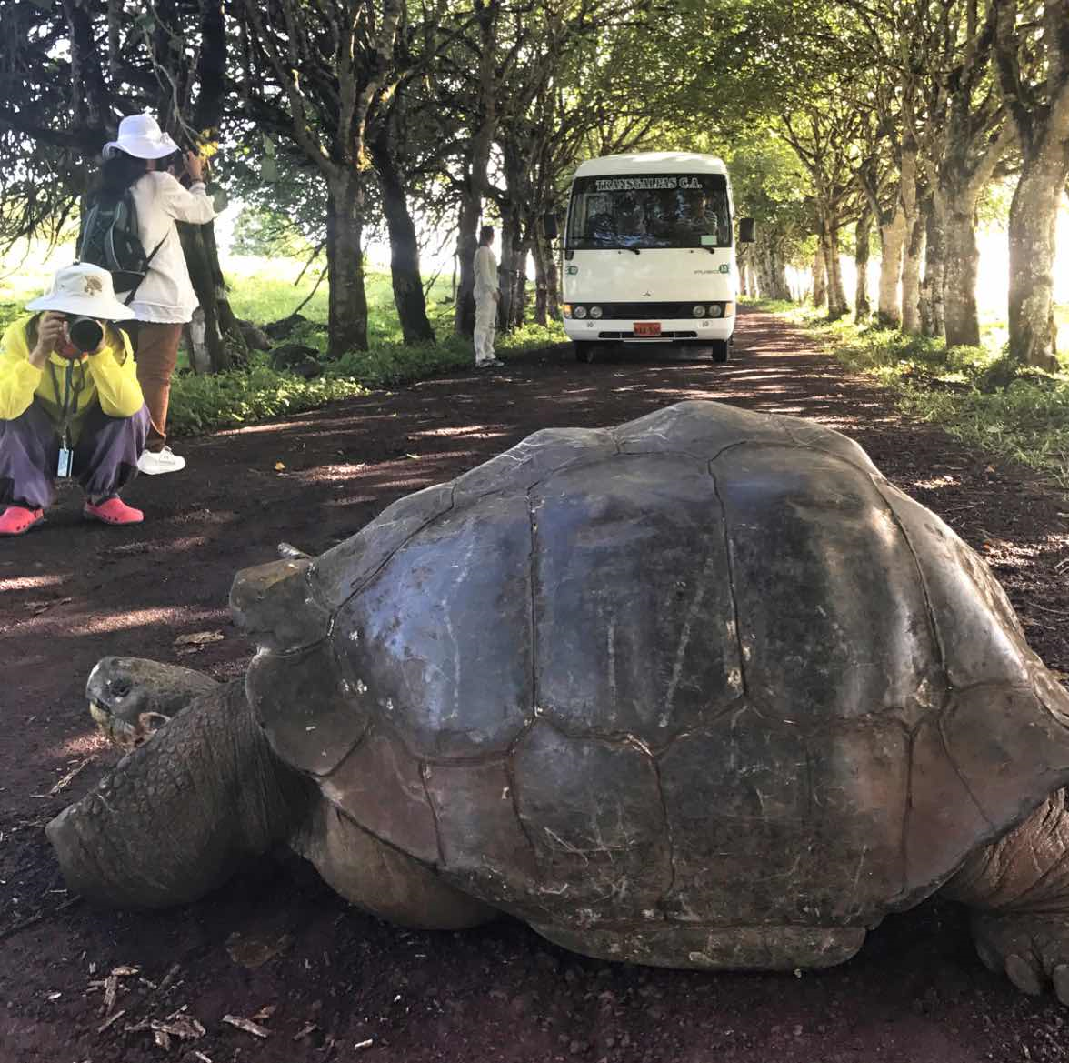 加拉帕戈斯象龟:巨兽的挽歌与希望之歌