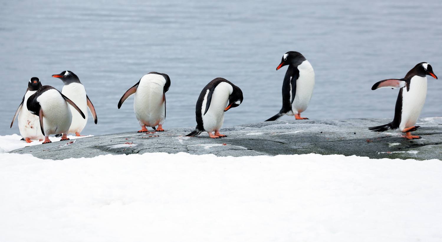 _19A4113s.jpg _19A4113s.jpg