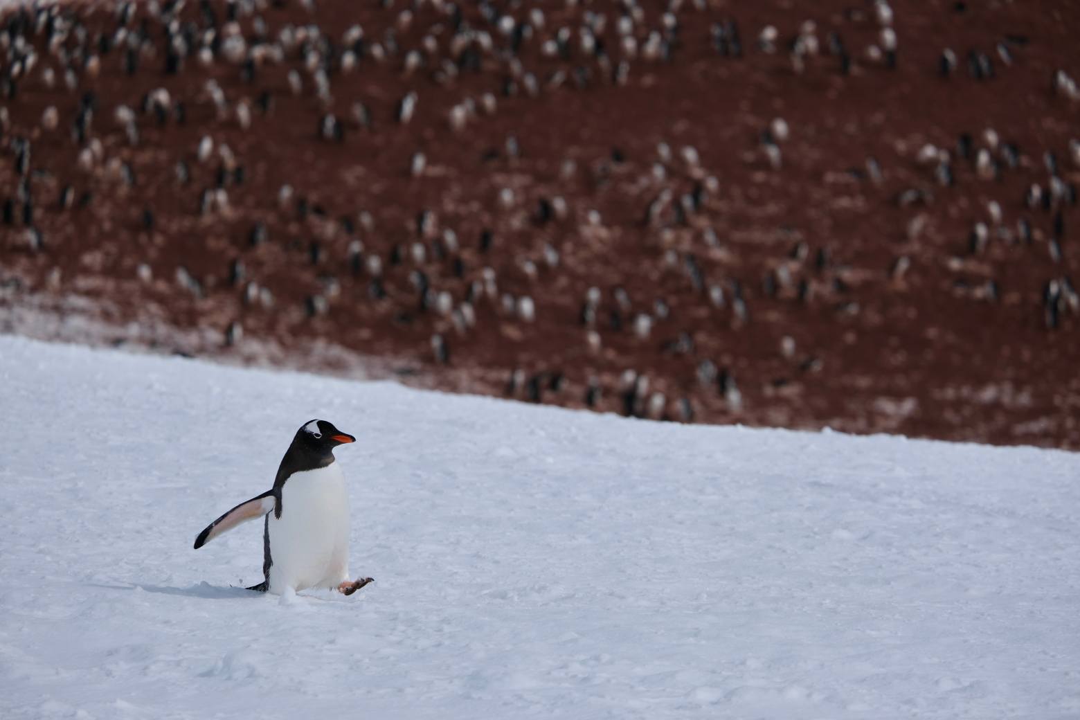 Dustin Baizar 3.jpg Dustin Baizar 3.jpg