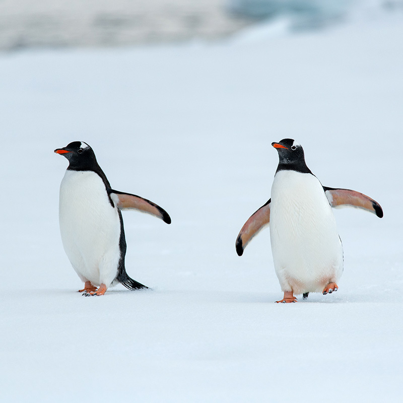 金图企鹅:南极冰原的优雅绅士与生存大师