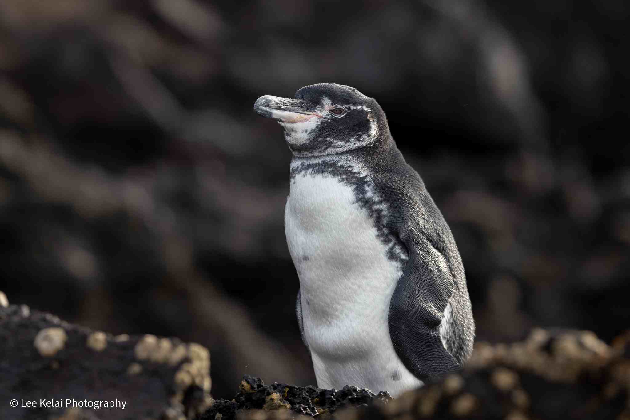 赤道线上的寒冷奇迹,你以为只有南极才有企鹅吗?
