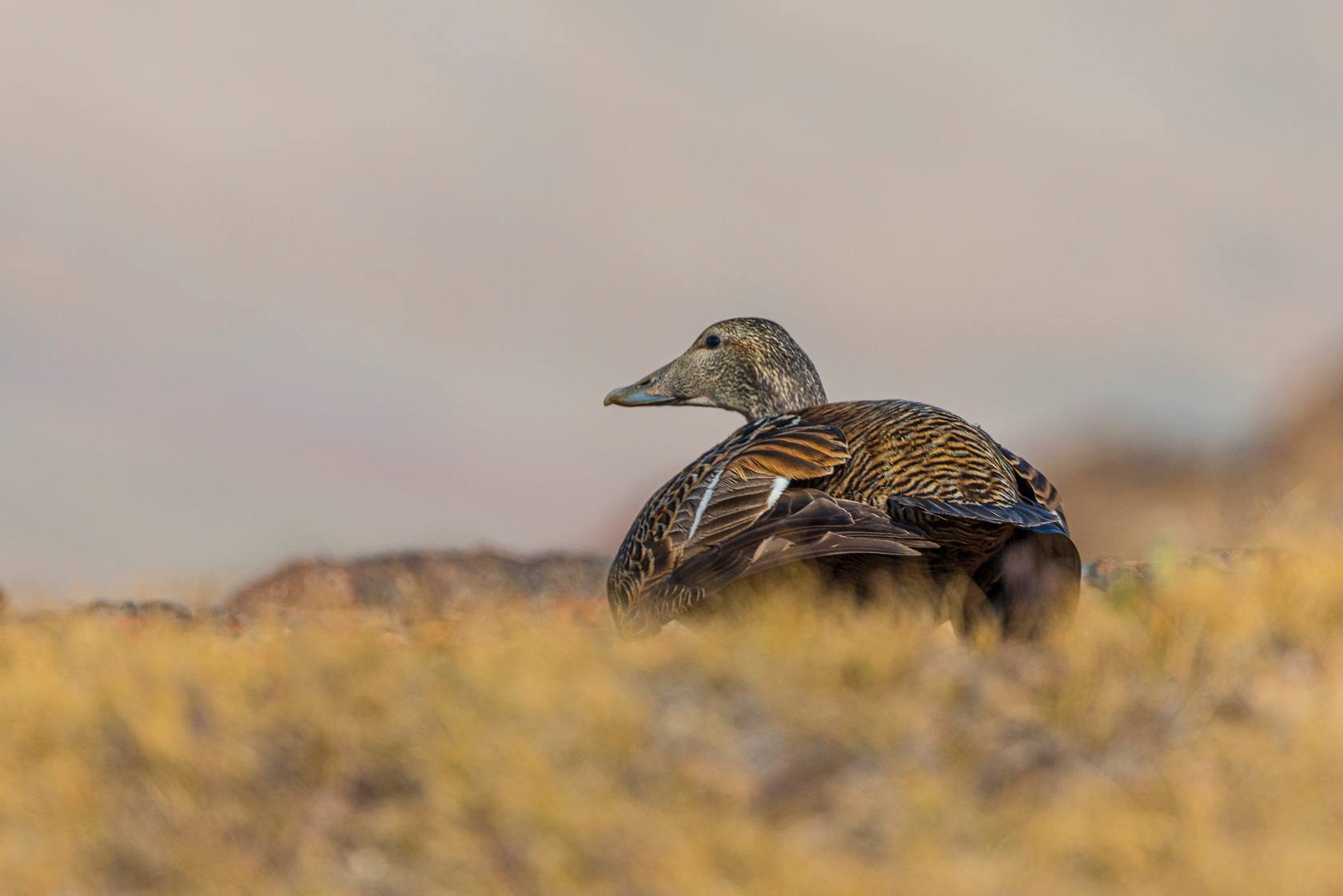 250722P5II0167上网图.jpg 250722P5II0167上网图.jpg