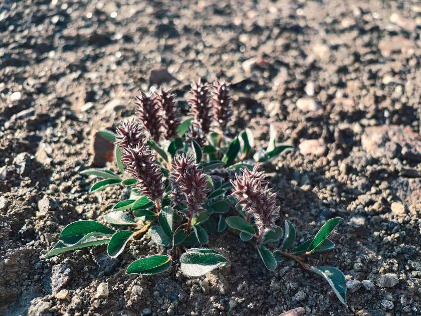 250722IMG_20250722_081918上网图.jpg 250722IMG_20250722_081918上网图.jpg