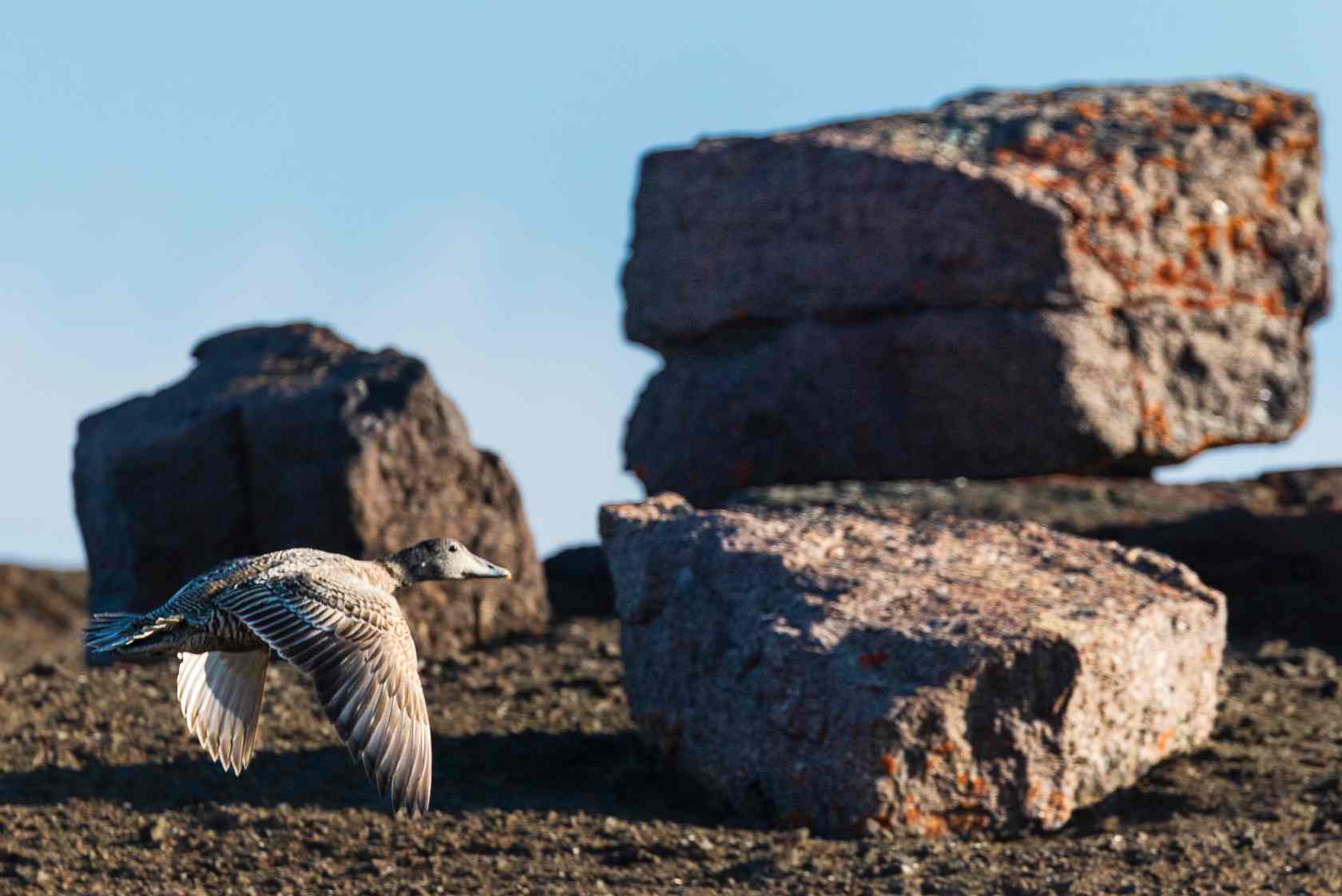 250722P5II9953上网图.jpg 250722P5II9953上网图.jpg