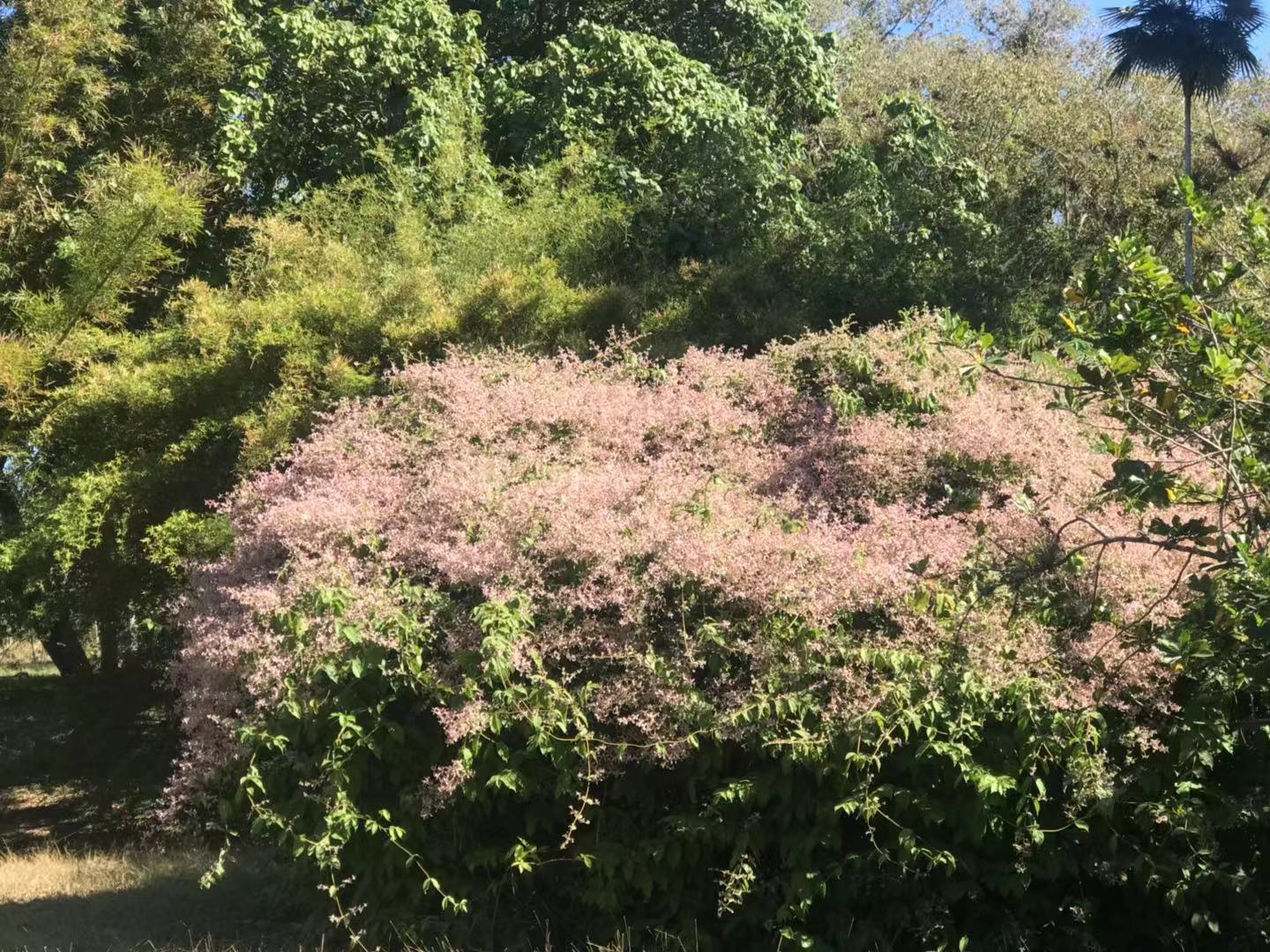 20190206西恩富戈斯9.jpg 20190206西恩富戈斯9.jpg