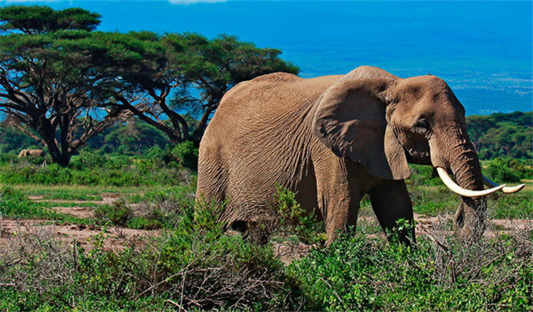 Day2安博塞利国家公园.jpg Day2安博塞利国家公园.jpg