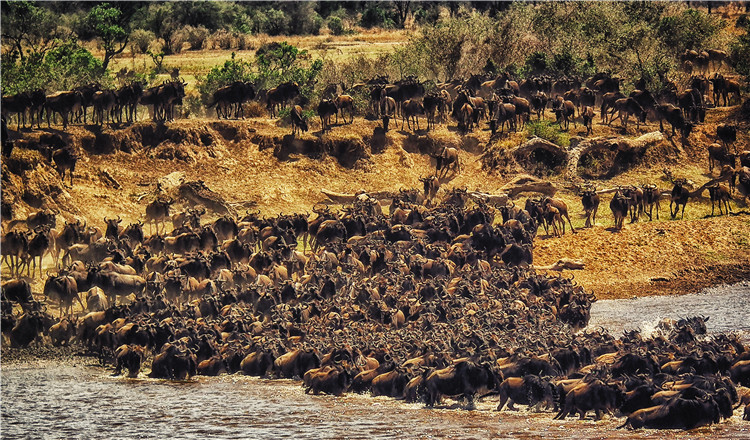 Day4马赛马拉国家公园.jpg Day4马赛马拉国家公园.jpg