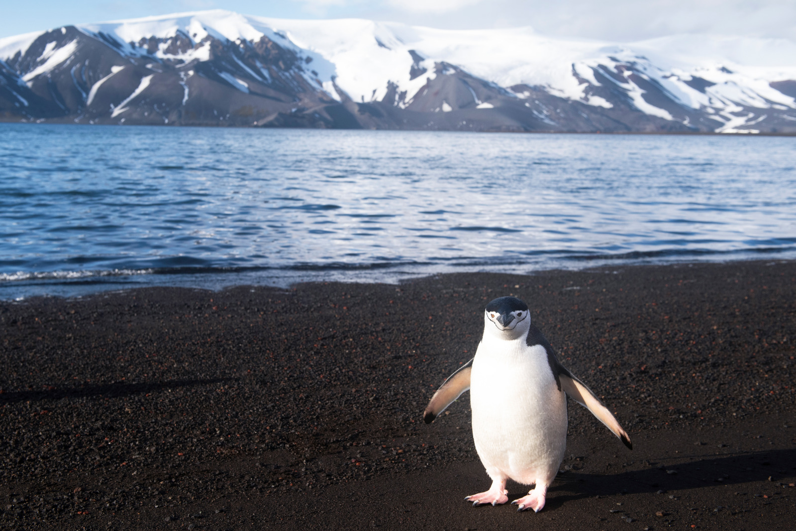 Deception Island - 动物1.jpg Deception Island - 动物1.jpg
