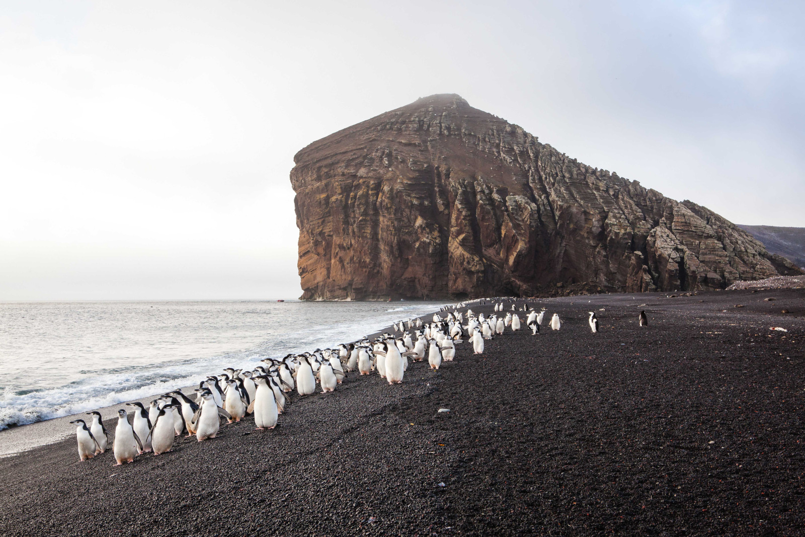 Deception Island - Le Boreal 北冕号帽带企鹅.jpg Deception Island - Le Boreal 北冕号帽带企鹅.jpg