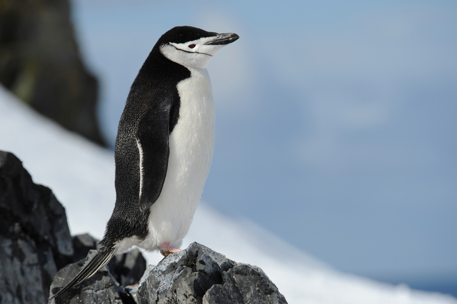 Deception Island - 动物3.jpg