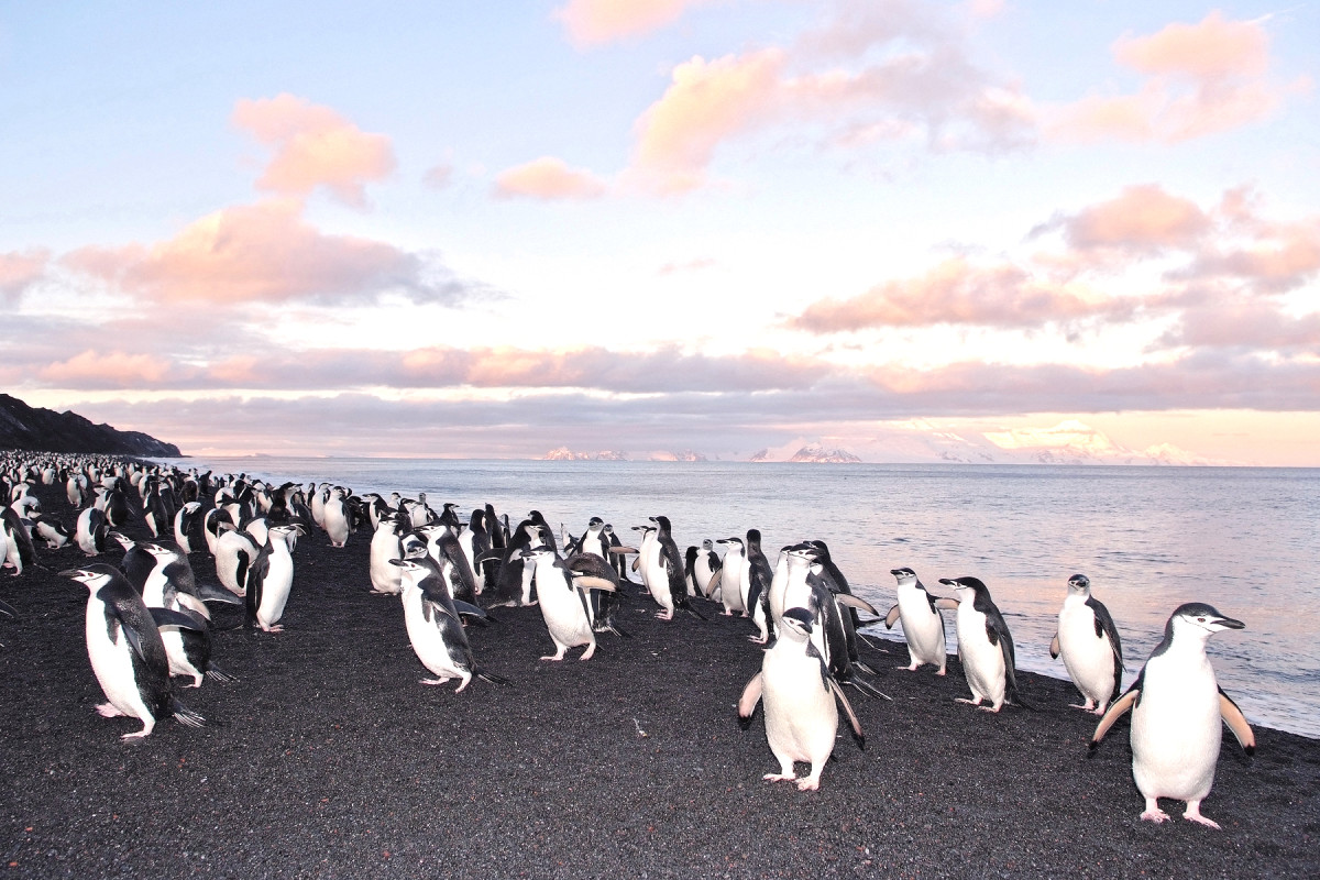 Deception Island - 动物4.jpg Deception Island - 动物4.jpg
