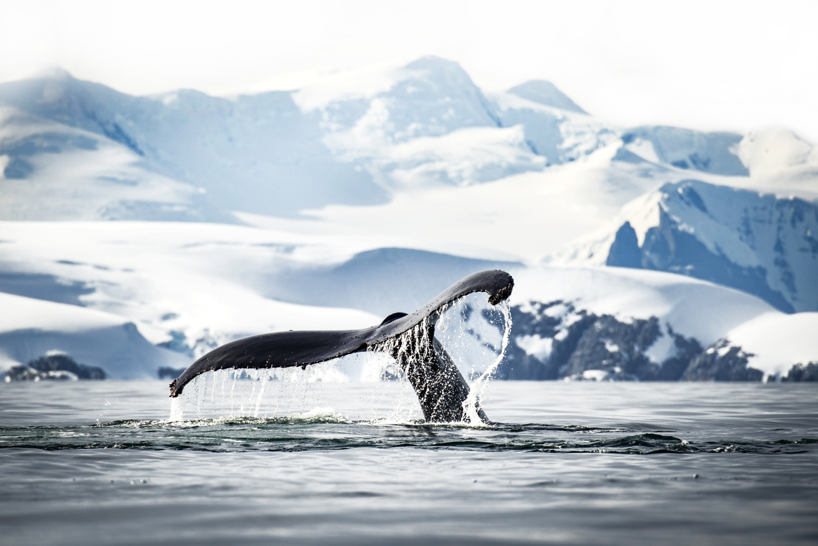 Deception Island - 动物2.jpg Deception Island - 动物2.jpg