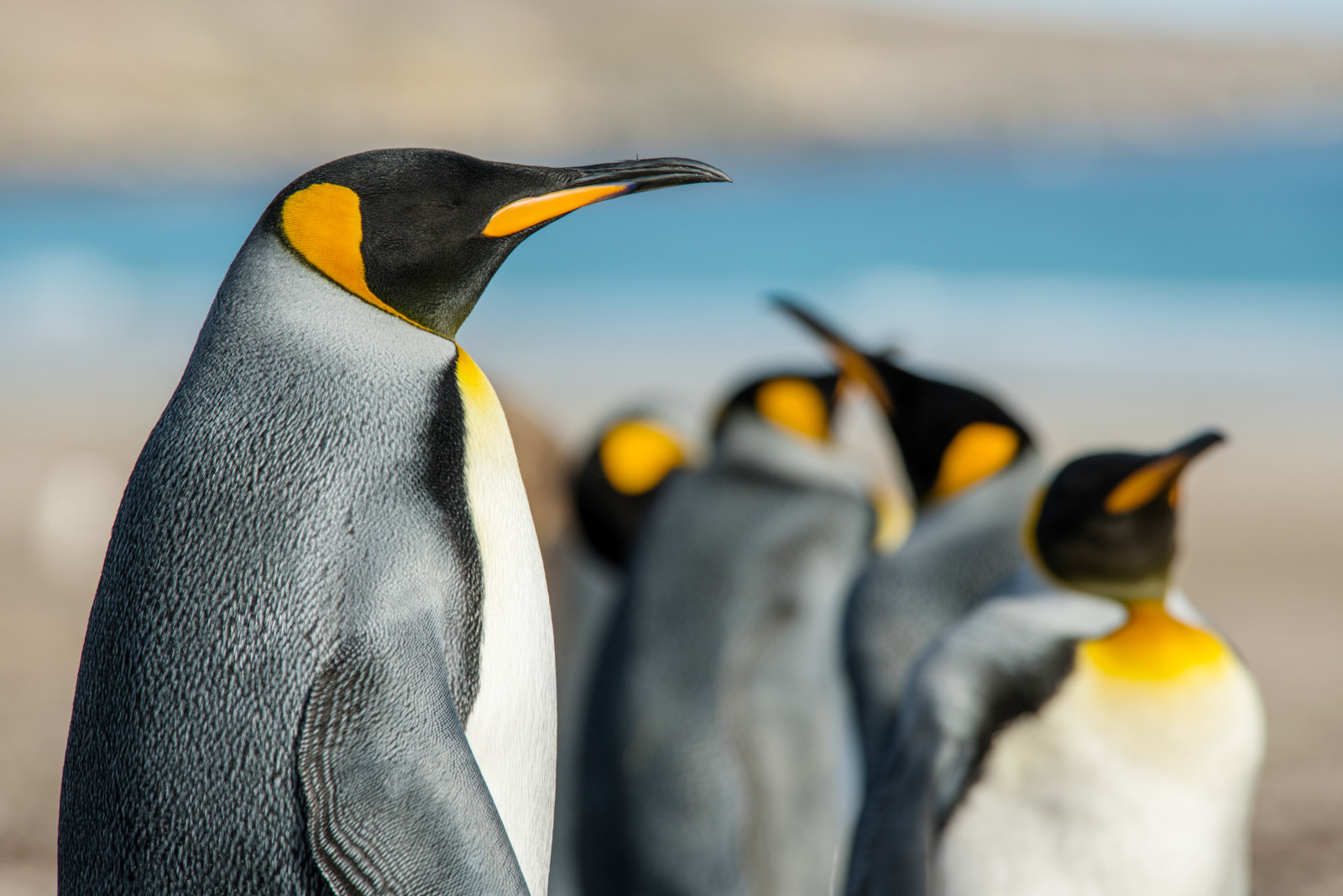 Falkland Islands - 动物2.jpg Falkland Islands - 动物2.jpg