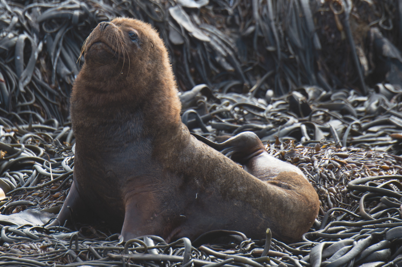 Falkland Islands - 动物3.jpg Falkland Islands - 动物3.jpg