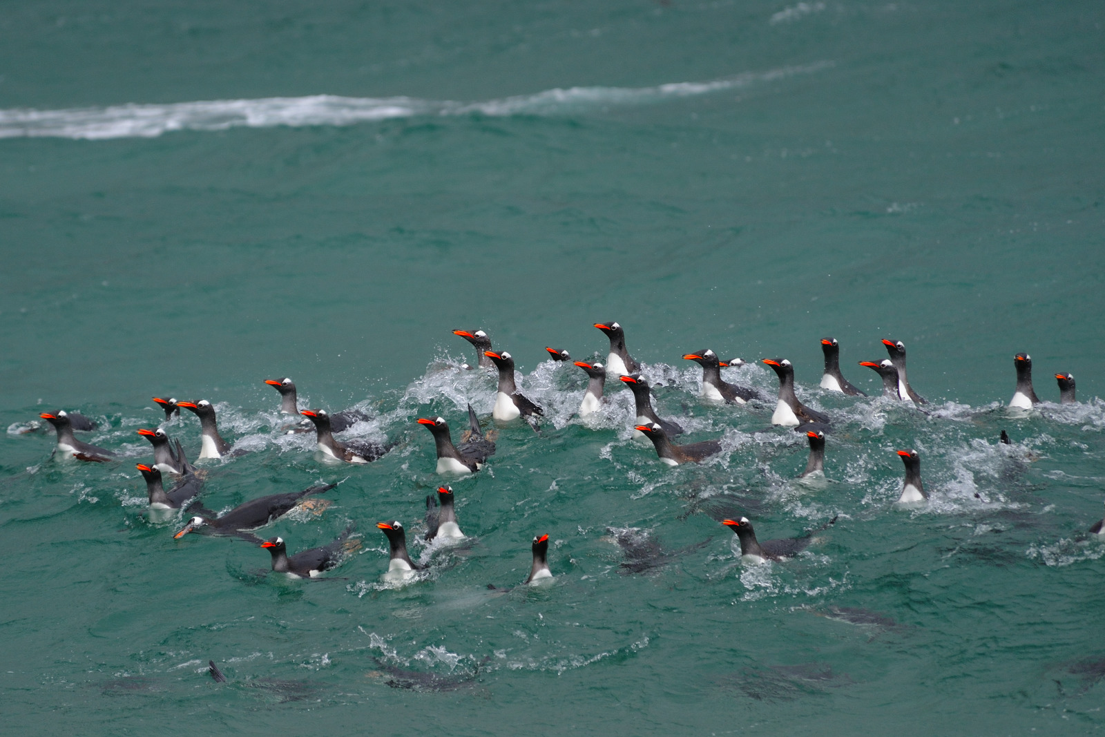Falkland Islands - 动物7.jpg Falkland Islands - 动物7.jpg