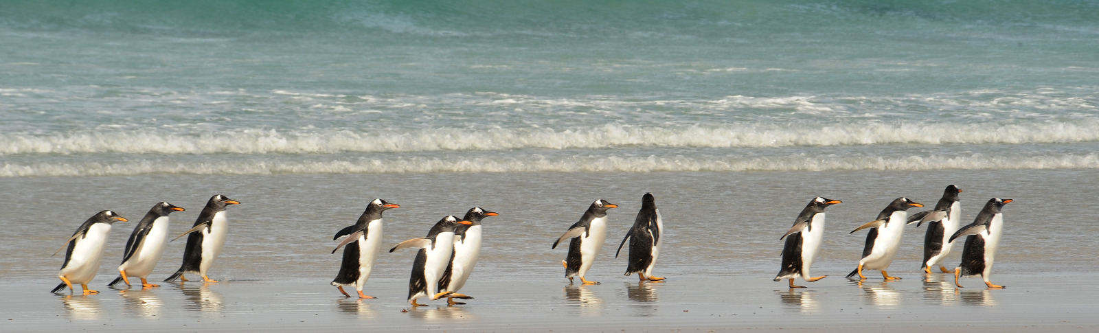 Falkland Islands - 动物6.jpg Falkland Islands - 动物6.jpg