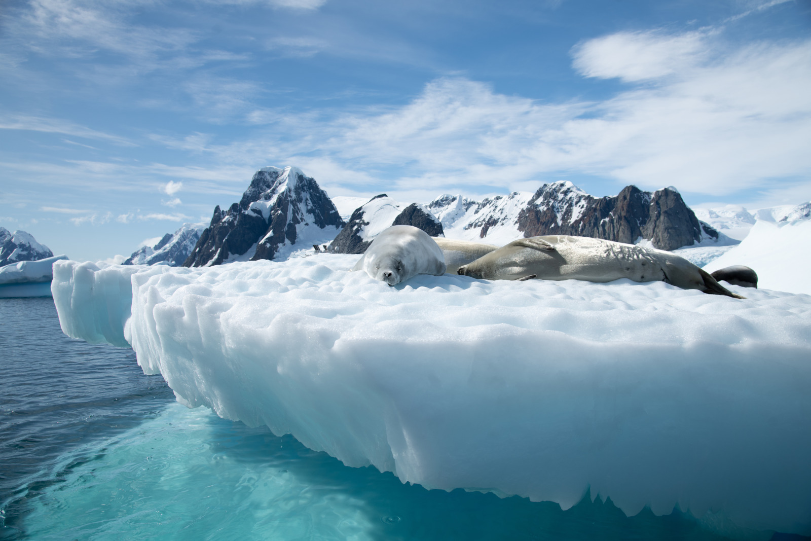 Peterman Island - Le Austral 南冠号 动物.jpg Peterman Island - Le Austral 南冠号 动物.jpg