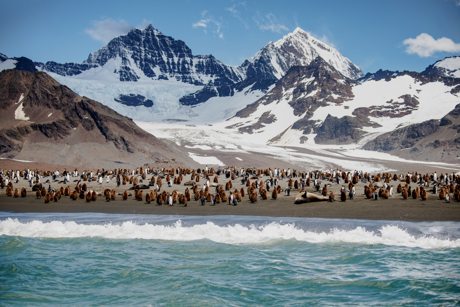 South Georgia - 动物12.jpg South Georgia - 动物12.jpg