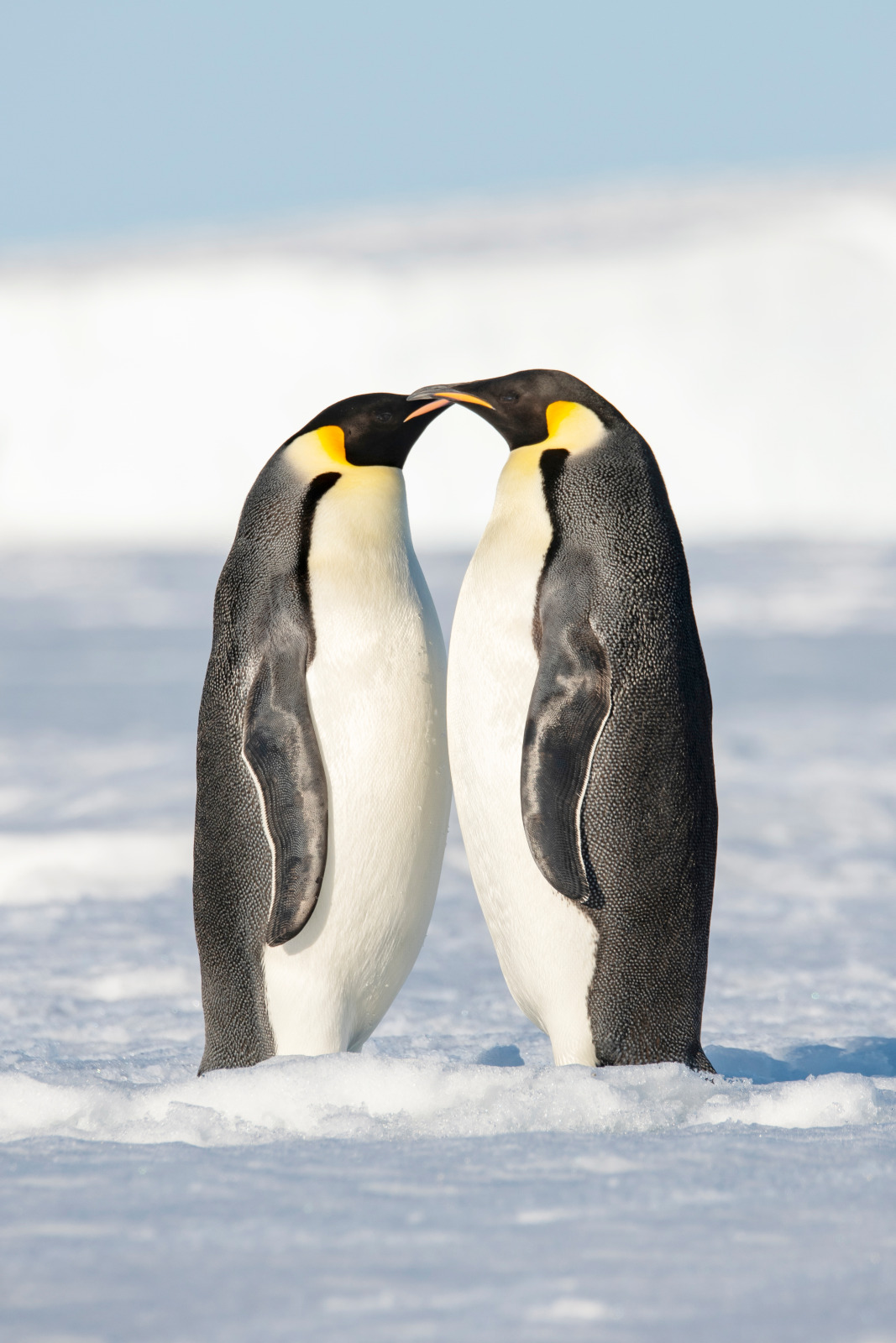 Weddell Sea - 动物2.jpg Weddell Sea - 动物2.jpg