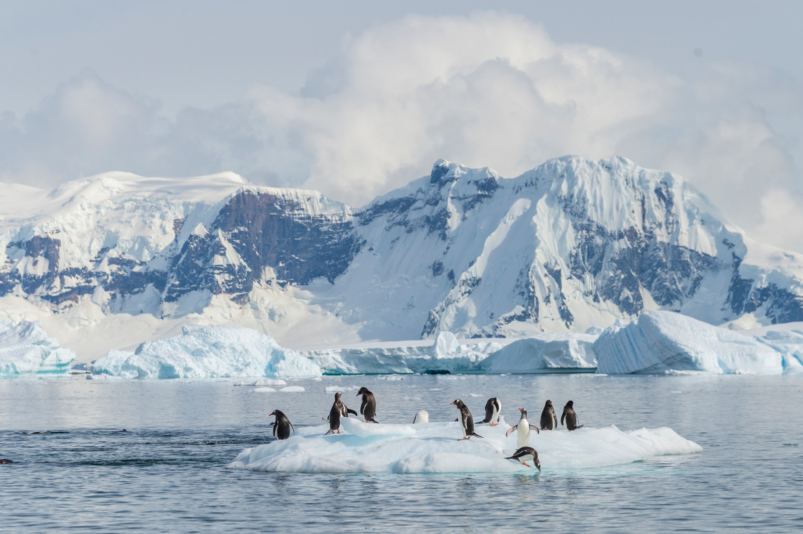 Weddell Sea - 动物5.jpg Weddell Sea - 动物5.jpg