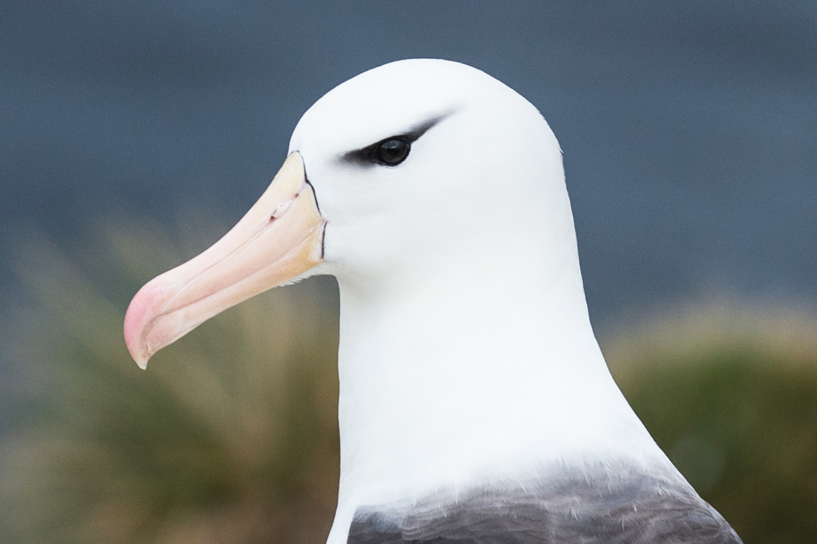 Falkland Islands - 动物4.jpg Falkland Islands - 动物4.jpg