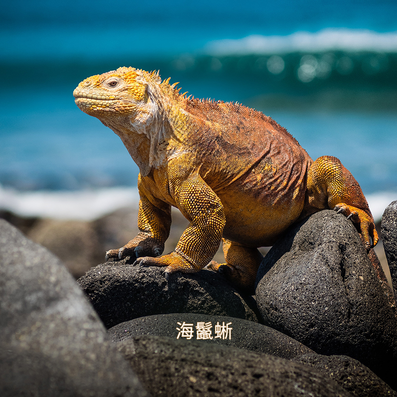 加拉帕戈斯月度指南:选择属于你的完美旅程