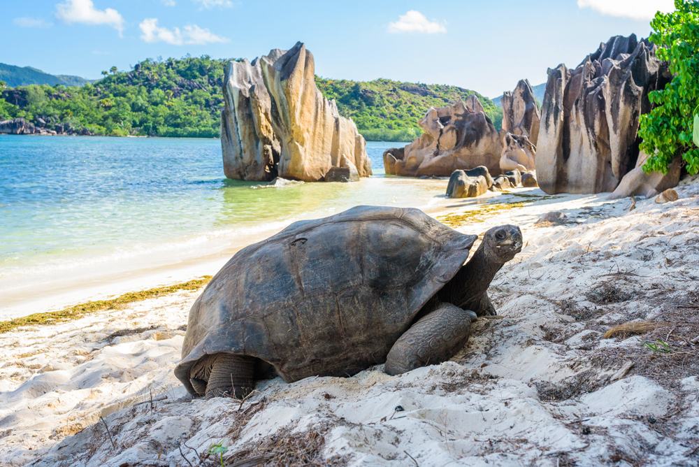 Aldabra-Praslin-Seychelles.jpg